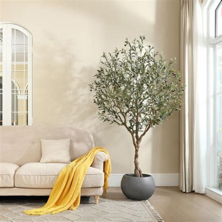 Do indoor olive trees produce olives?