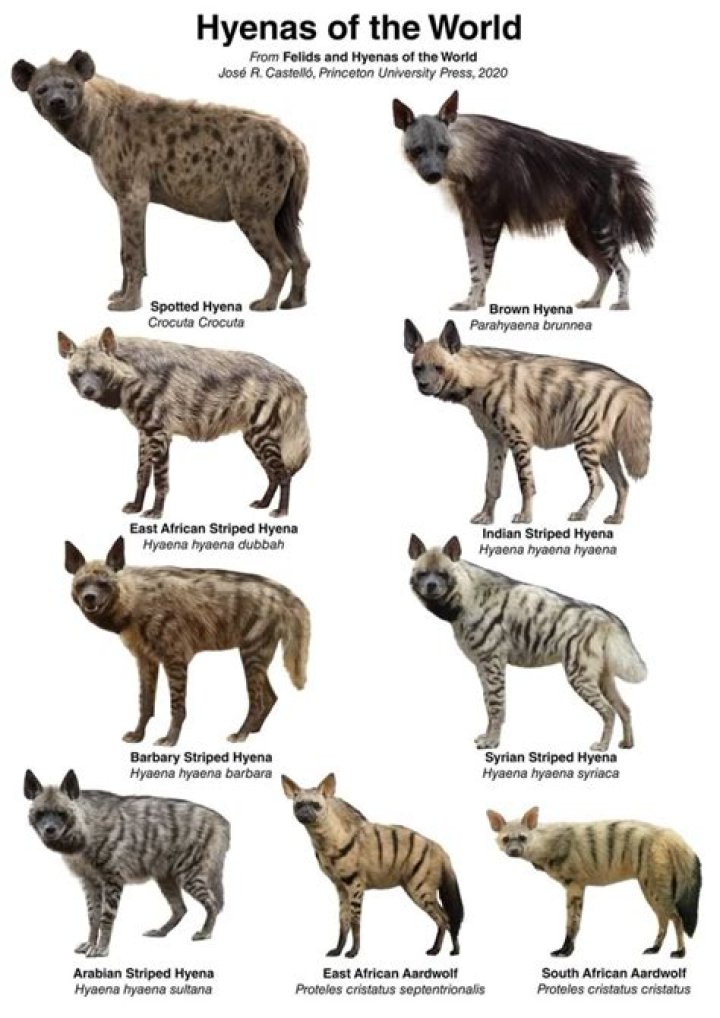 What countries have hyenas?